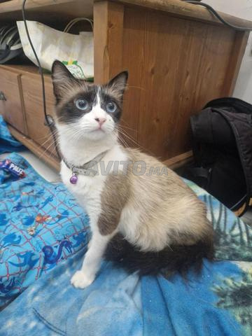 قطة سيامي جميلة