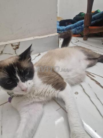 قطة سيامي جميلة - 2