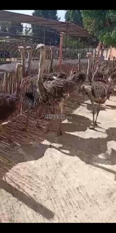 Autruches 7 mois - 2