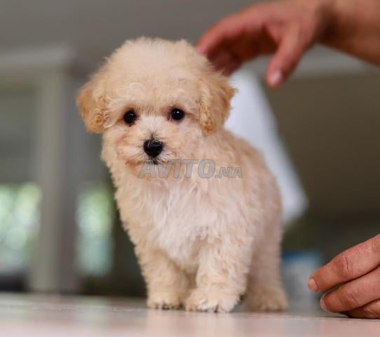 جرو بودل توي / تيك أب (2.5 كجم للبالغين) شجرة عائلة