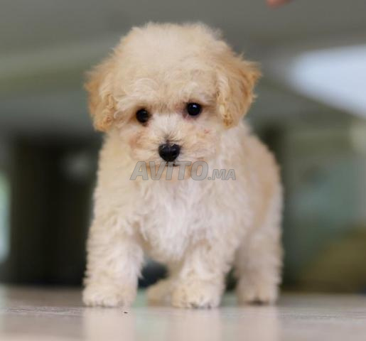Chiot poodle toy /teacup (2,5 kgs adulte) pédigrée - 2
