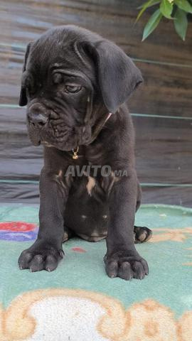 Cane Corso