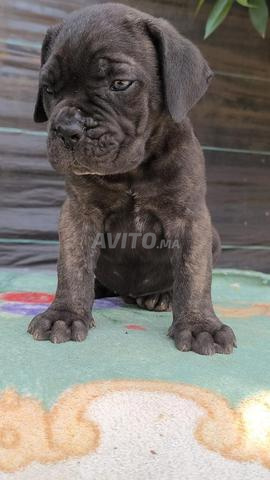 Cane Corso - 2