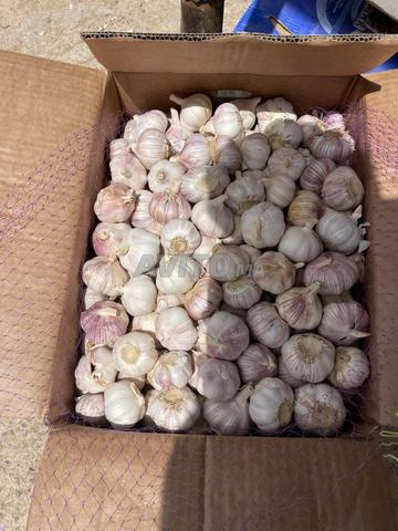 Celui qui veut quelque chose au centre de Fès est le bienvenu - 2