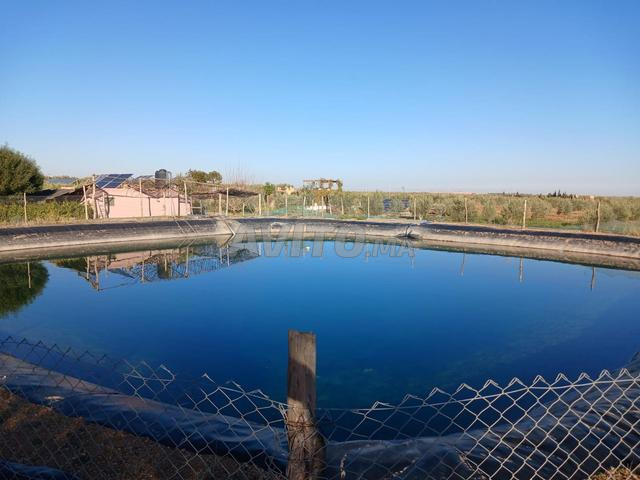 Ferme à vendre (bonne affaire) - 2