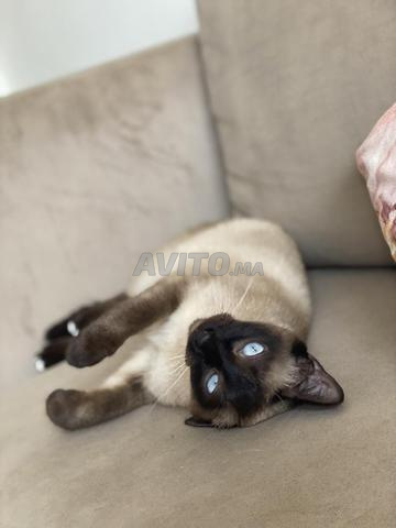 أنثى قط سيامي أصيلة ومن سلالة نقية للتبني - 2