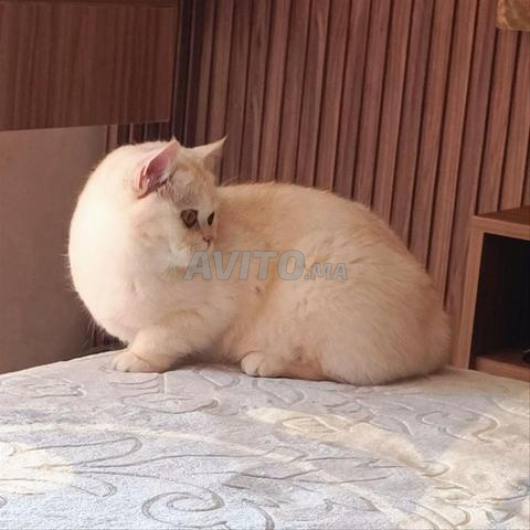 أنثى بريطانية - 2