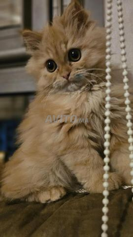 قط أوروبي طويل الشعر