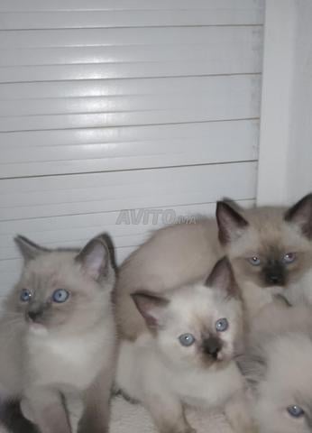 هيمالايا سيامي