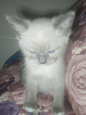 هيمالايا سيامي - 2