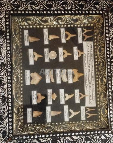 Fossiles de poissons et reptiles