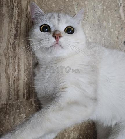 ذكر سكوتش ستريت مخصي - 2