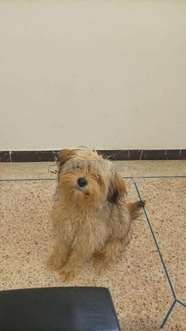 Mâle bichon caniche en bonne santé avec carnet - 2