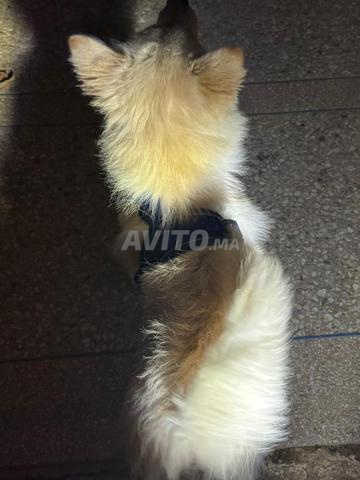 سبتز ياباني