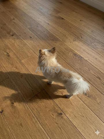 سبتز ياباني - 2