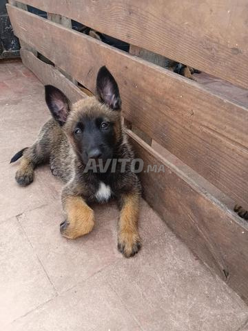 Malinois 2 mois - 2