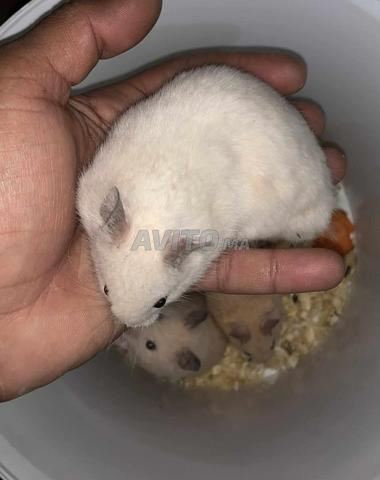 هامستر أليف - 2