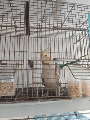 زوج كالوبسات جاهز للإنتاج - 2