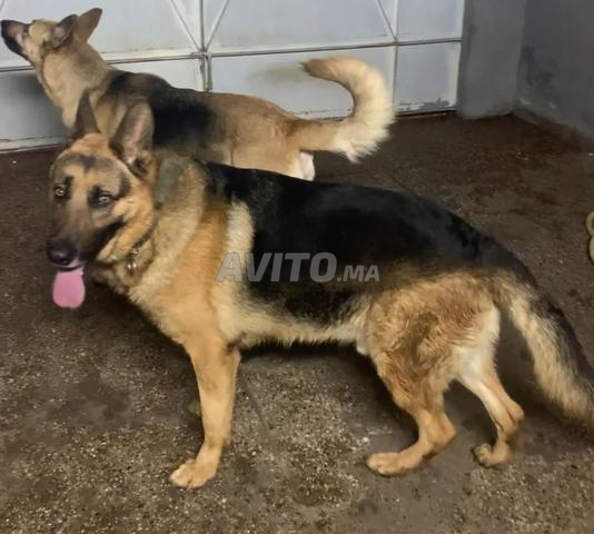 كلاب الراعي الألماني الأسود الملكي