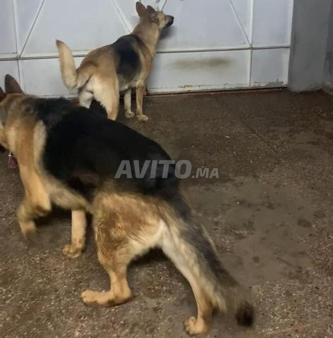 كلاب الراعي الألماني الأسود الملكي - 2