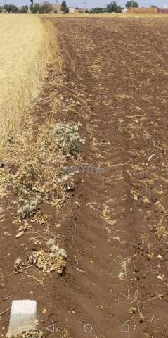 Terrain agricole constructible et titré à vendre - 2