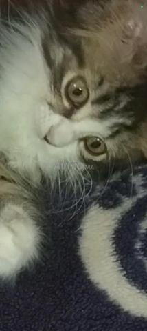 قط ماين كون للبيع