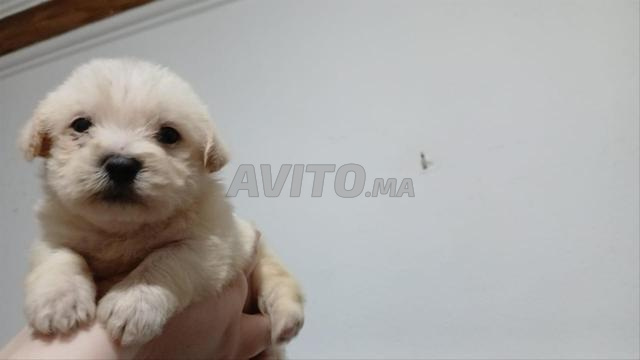 كانيش ملتي - 2