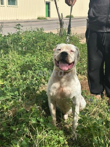 Mâle Dogue Argentin, 14 mois, grande taille