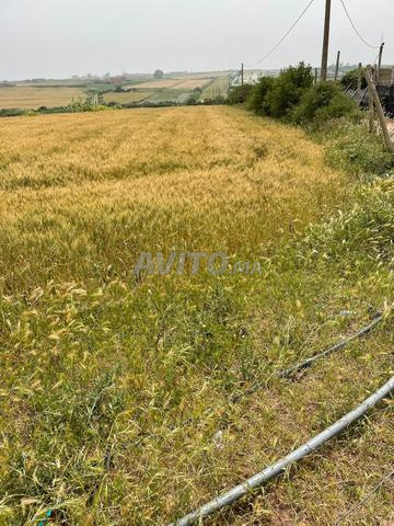 أرض للبيع منطقة سيدي رحال قريبة من البحر - 2