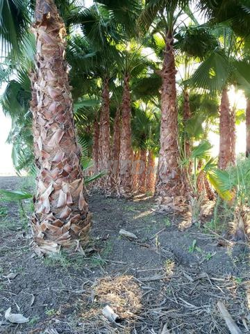 Palmiers pour décoration - 2