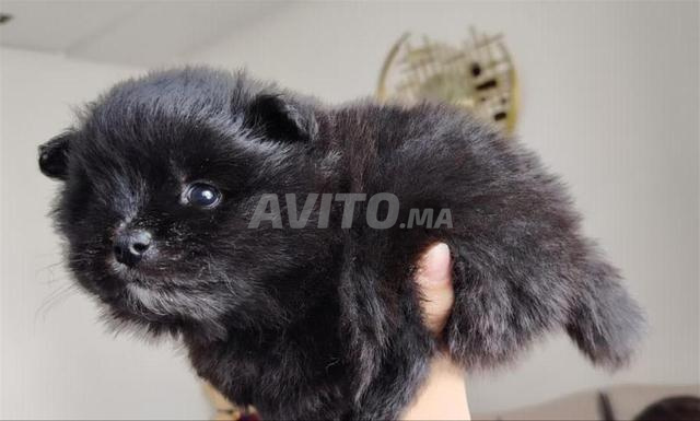 سبيتز بومرينيان - 2