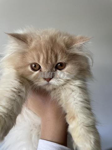 قطة أنثى عمرها 5 أشهر - 2