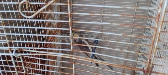 Mariage Clubset prêt - 2