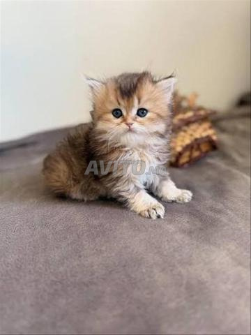 سكوتش تابى ذهبي وفضي