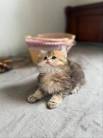 سكوتش تابى ذهبي وفضي - 2