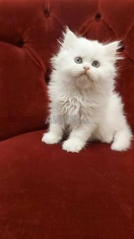 قط شيرازي تركي أنجورا - 2