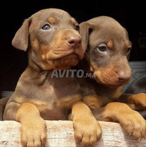 كلب دوبرمان صغير جميل