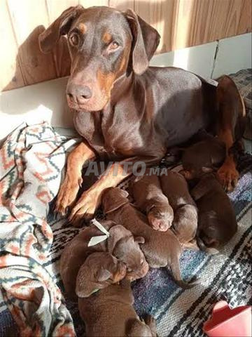 كلب دوبرمان صغير جميل - 2