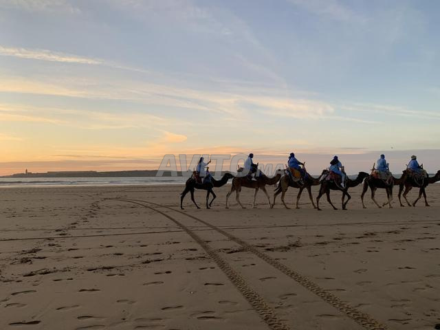 Appartement à louer 96 m² à Essaouira - 2
