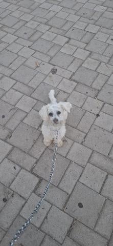 بيشون للتبني