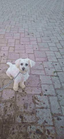 بيشون للتبني - 2