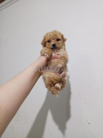 بودل نقي سلالة - 2