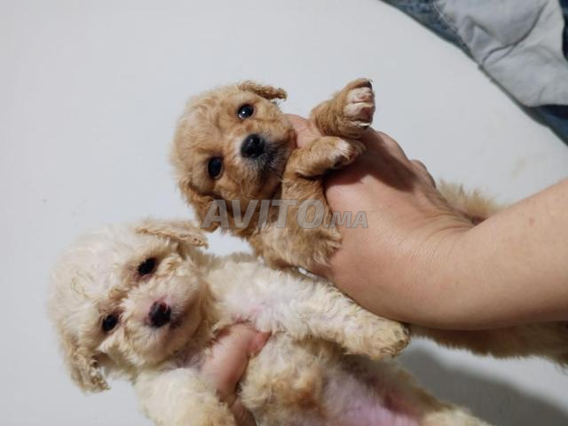 بودل نقي سلالة