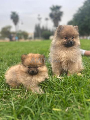 بومرينيان سبيتز - 2