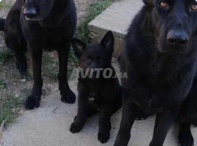 Super chiots Berger Allemand noir pure race - 2