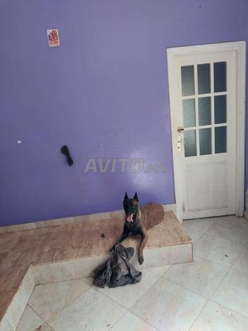 مالينوا شاربوني - 2