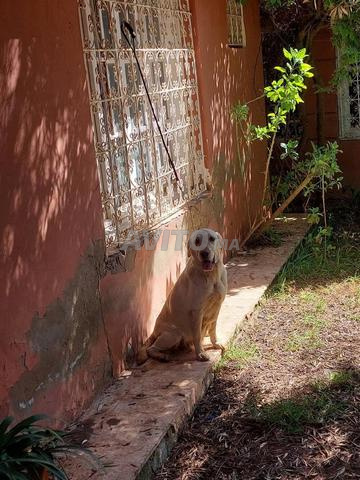 أنثى لابرادور ريتريفر - 2