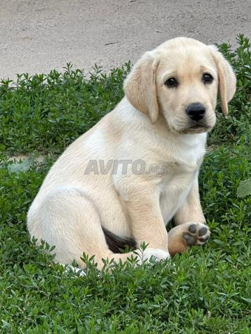 Femelle Labrador 2 mois et demi