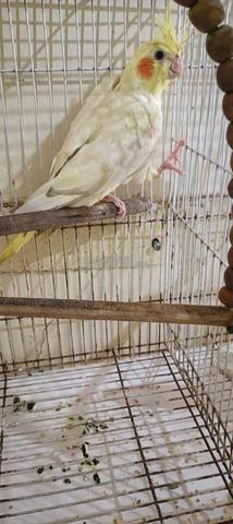 حي لحسني طريق ازمور - 2