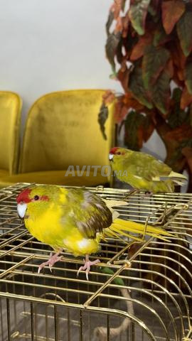 زوج كاكاريكي عمره سنة - 2